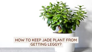 How To Keep Jade Plant From Getting Leggy? #jadeplantcare