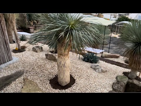 Video: Blue Yucca Info: Tipps für die Pflege der blauen Yucca im Garten