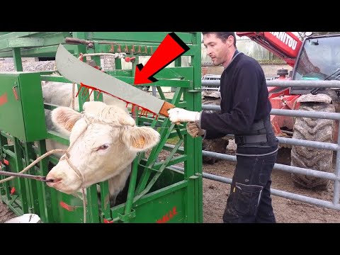 ✅इनके काम करने की स्पीड को देखकर आप भी रह जाएंगे दंग | AMAZING ANIMAL FARMING MACHINES