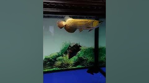 Kim long quá bối full helmet 0912894959