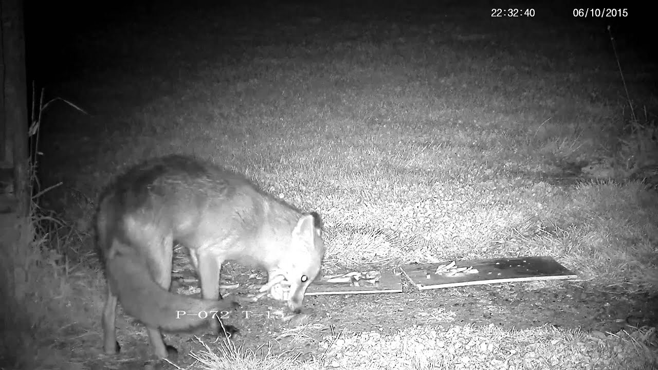 videos for cats Rural fox struggling to carry a massive amount of food - with sound !