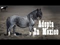 Paso A Paso De La Adopción De Caballos Mustang (Bien Explicada) Desde México 🐴-Del Cerro Soy