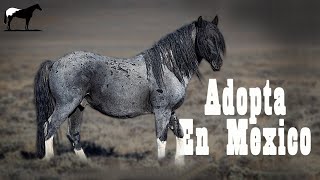 Paso A Paso De La Adopción De Caballos Mustang (Bien Explicada) Desde México Del Cerro Soy