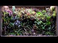 Satisfying & Relaxing Vivarium Planting