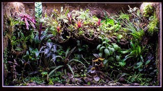 Satisfying & Relaxing Vivarium Planting