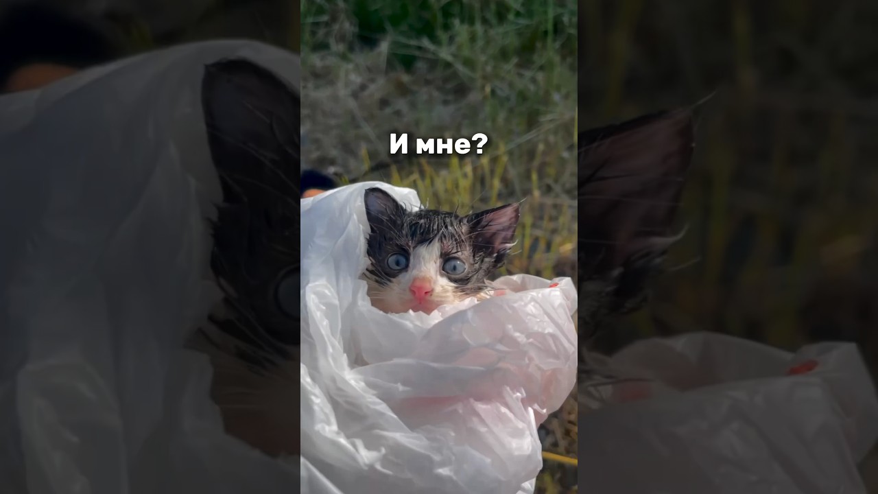 ⁣😭 это просто видео, просто видео, просто видео #animals #животные #спасение #доброевидео #кот