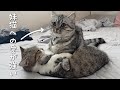 避妊手術を終えた妹猫が心配でそばにいる姉猫が優しすぎました…