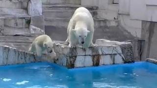 ホッキョクグマの親子ジャンプ~Polar Bear's mother and daughter dive together