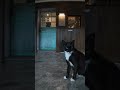 レトロな感じのお店、看板猫はバットマン猫