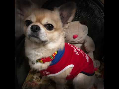 五島弁犬『笑福」君
