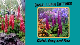 Lupin Propagation with basal cuttings. Quick, easy and free lupines by propagating!
