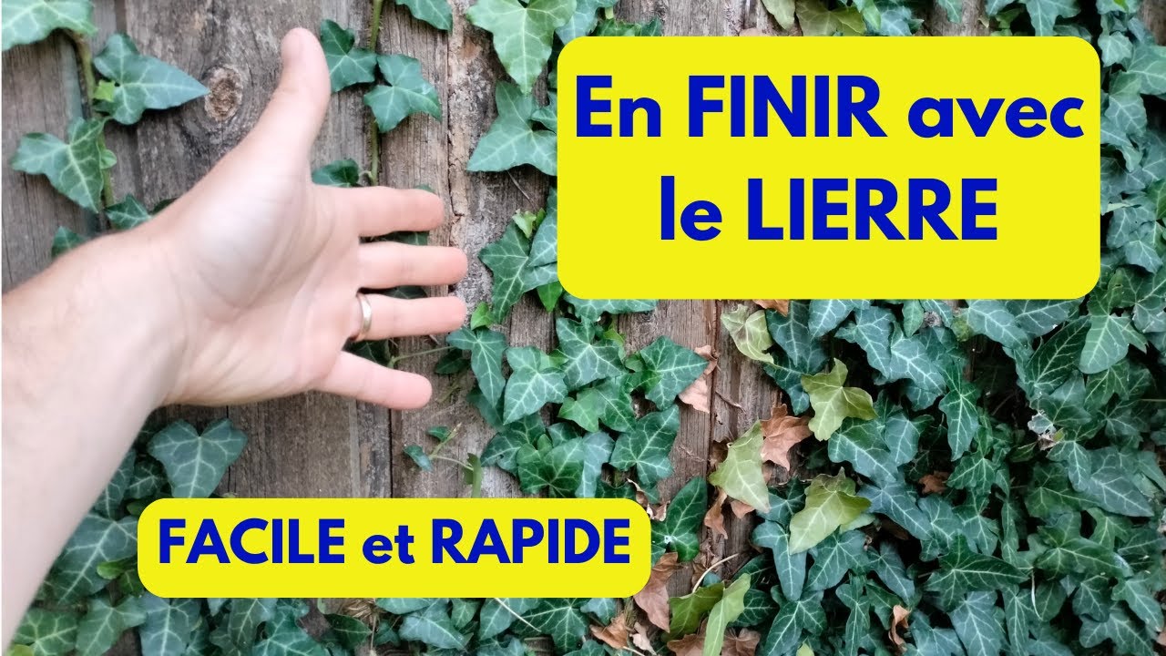Se DÉBARRASSER du LIERRE: RAPIDE et FACILE