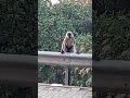 It&#39;s High tea time #monkey #monkeys #monkeyvideo #monkeyking #monkeylife #monkeybaby #monkeylove