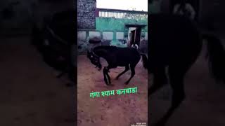 Ganga Shyam kalnwada Ki Ghodi ka dance #viralshort #horsetrancedance #danceperformance #danceroutine