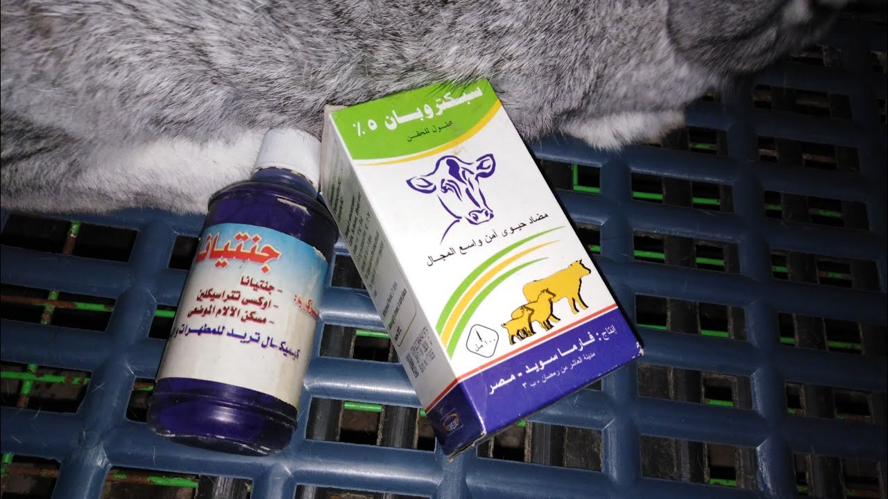 علاج التهاب العرقوب فى الأرانب فى 5أيام.مفأجاة اسمع