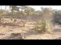 Lion - Hyena Confrontation