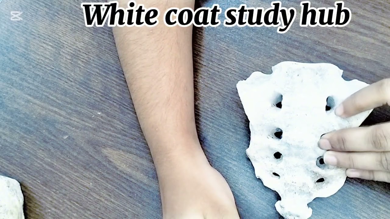 Part -1    Anatomical Position and Features of Sacrum Bone |(Abdomen bones)White Coat Study Hub 