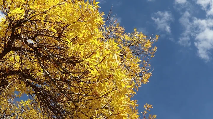 Wake up to fall