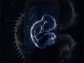 BMV 09 -- Estímulos (Biology, Music and Video) #music #technology #biology #arte #curiosidades