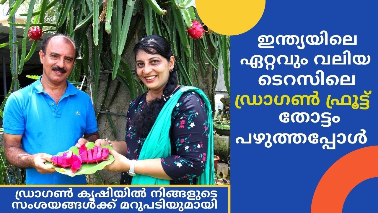 7 മാസം കൊണ്ട് കായിച്ച ഡ്രാഗൺ ഫ്രൂട്ട് /50K+ views/Hussan greengarden:9447109960 Rincy'skitchen&vlog