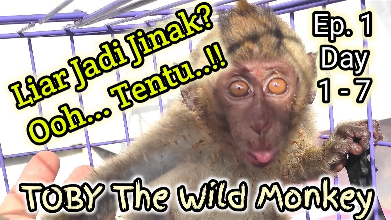ПРИРУЧЕНИЕ ДИКОЙ ОБЕЗЬЯНЫ ПО ИМЕНИ ТОБИ, ДЕНЬ 1-7