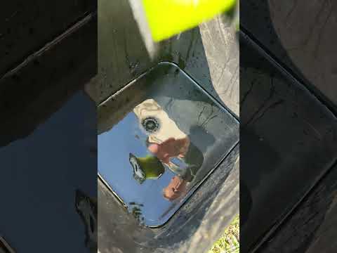 The Spring Fishing CHEAT CODE! ⚡ Insane Water Bucket Hack #angeln #fishing #carpfishing  #рыбалка