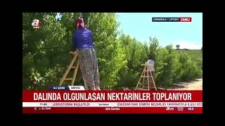 Lapseki Nektarin Hasadı 2026 | Yenice Meyve Bahçelerinden Sofralara Uzanan Yolculuk
