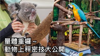量體重囉～動物上秤密技大公開