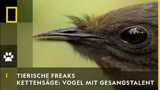 TIERISCHE FREAKS  Kettensäge & Autoalarm: Vogel mit Gesangstalent | National Geographic