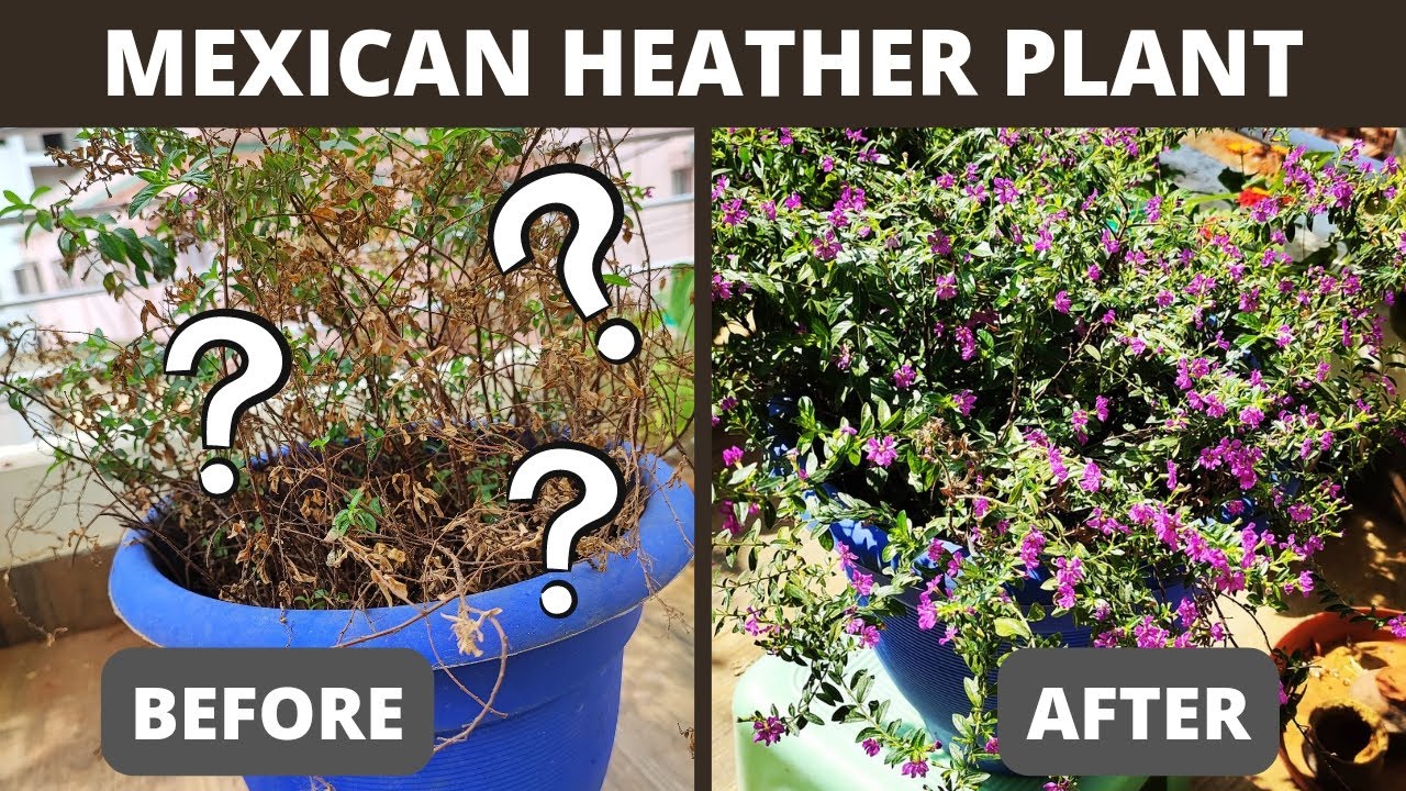 How to revive maxican heather Cuphea hyssopifolia Plant care YouTube