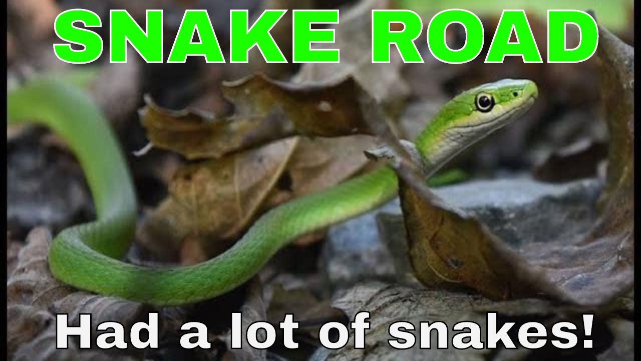 cottonmouths in indiana Snake Road had snakes!