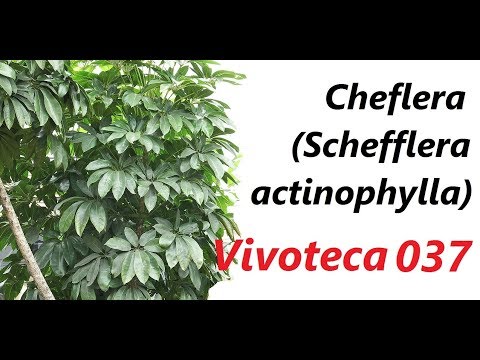 Vídeo: Schefflera Radiant O De Fulla Estrellada (Schefflera Actinophylla), Que Creix En Un Apartament