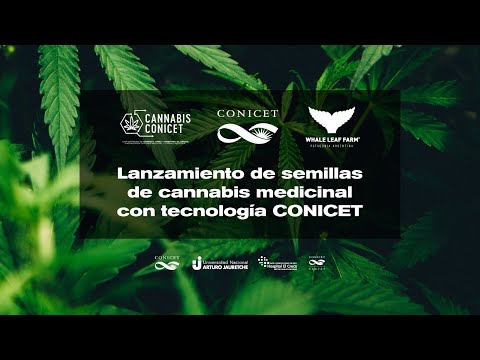 Lanzamiento de semillas de cannabis medicinal con tecnología CONICET