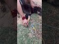 Fluid therapy #dogshorts #doglife #dogvideos #dogvideos #animals