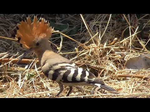 Canlilar alemi - 7 - Şanapipik quşu