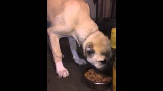 Turkish Boz Shepherd (Dinner Time) by BOZ KENNEL USA 4,163 views 10 years ago 1 minute, 24 seconds