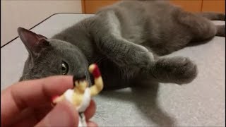 リュウ　VS　殺意の波動に目覚めた猫