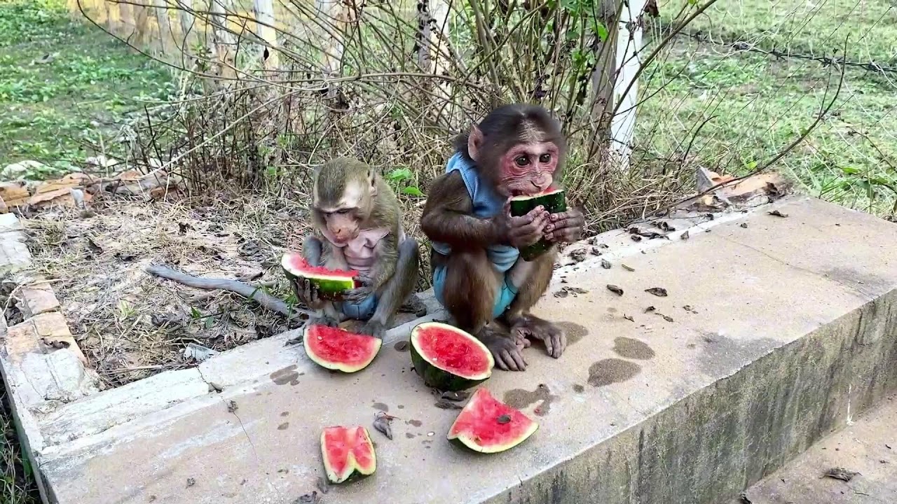 Monkey playing with friend and eat watermelon 