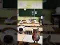 Pov: quand on te demande un écouteur #cat #memes #catmeme #pov #funny #humour#cute #school #airpods