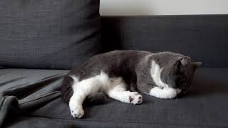 A boring day with British Shorthair Cat by Furry Friend Coco 896 views 3 years ago 5 minutes, 1 second
