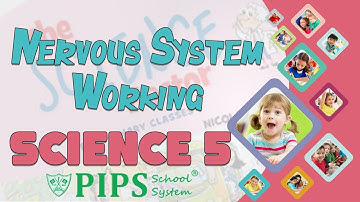 Grade 5 Science Lecture no 2 Nervous System Working by PIPS School System Hafizabad