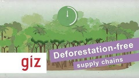 Deforestation-free supply chains: How you can contribute to make your company more sustainable