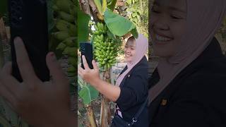 Pisang ulin pecah #pisang #buahbuahan #buah #kebun #tuban