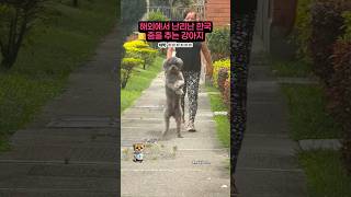 해외에서 난리난 한국 춤을 추는 강아지