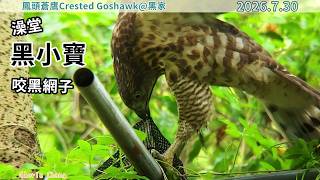 20260730 （2）澡堂，黑小寶咬黑網子快半小時【黑家│鳳頭蒼鷹Crested Goshawk】