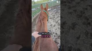 RUN FREE!! #quarab #horse #equestrianjourney #horseenthusiast #capcut #chestnutmare