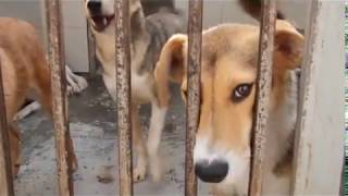 Сделай доброе дело- возьми собаку из приюта! Сделай доброе дело- возьми собаку из приюта!