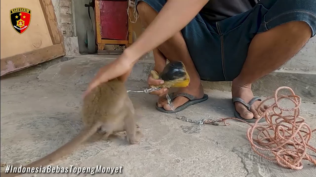 Bpk SETYO K. HERIYATNO, S.H., S.I.K. dari Bareskrim Polri menjelaskan soal Topeng Monyet