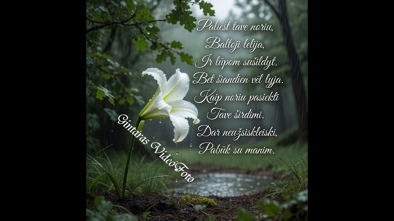 Balta lelija rasoje paskendus