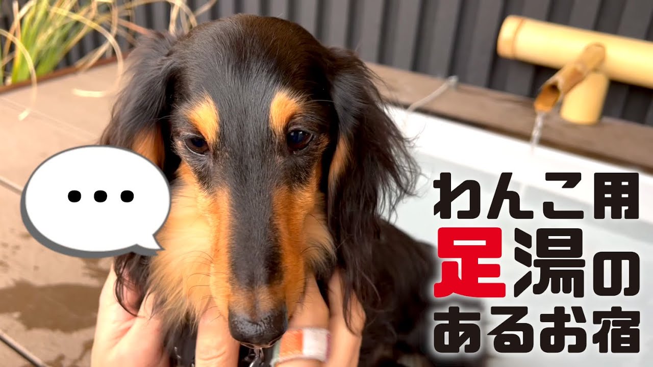 【犬連れ旅行静岡伊豆宿】わんこ大歓迎の老舗旅館 えふでの宿小松屋八の坊さんに宿泊🐶🐶1泊2日わんこ旅2/3 2022.2